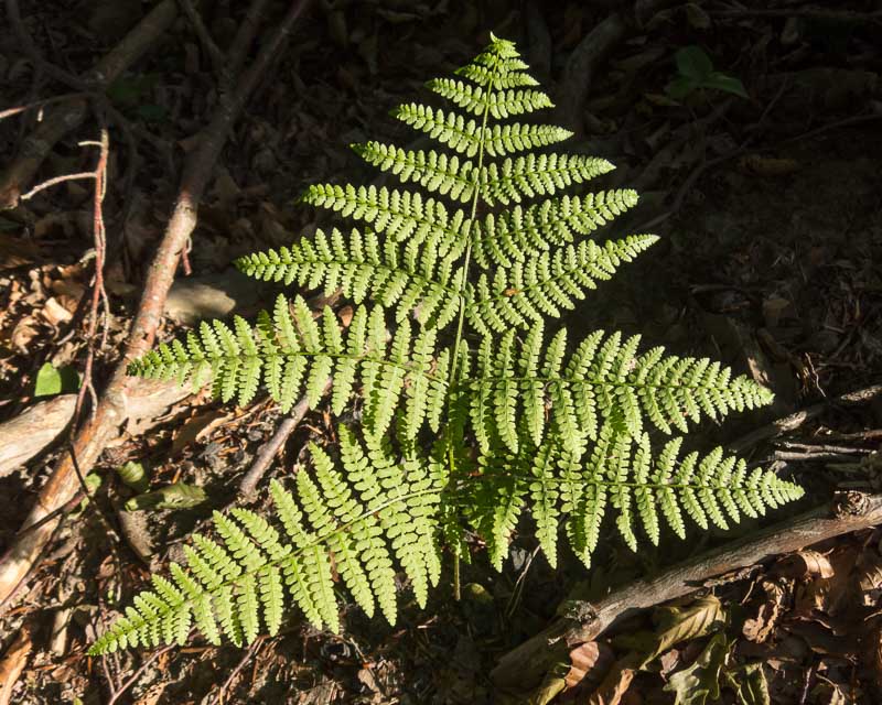 Pteridium aquilinum / Felce aquilina